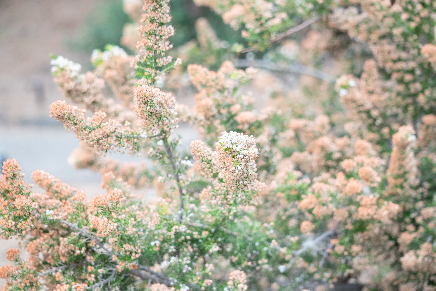 Some bush covered in small white and peach colored blossoms